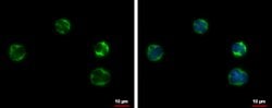 Invitrogen AID Polyclonal Antibody 100 &mu;L; Unconjugated:Antibodies,