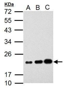 Invitrogen AID Polyclonal Antibody 100 &mu;L; Unconjugated:Antibodies,