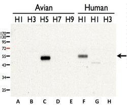 Invitrogen Avian Influenza H5N3 HA Polyclonal Antibody 100 &mu;L; Unconjugated:Antibodies,