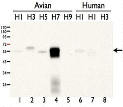 Invitrogen Influenza A H7N7 HA Polyclonal Antibody 100 &mu;L; Unconjugated:Antibodies,