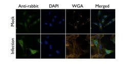 Invitrogen Influenza A H1N1 HA Polyclonal Antibody 100 &mu;L; Unconjugated:Antibodies,
