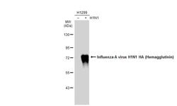 Invitrogen Influenza A H1N1 HA Polyclonal Antibody 100 &mu;L; Unconjugated:Antibodies,