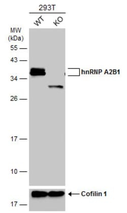 Invitrogen hnRNP A2B1 Polyclonal Antibody 100 &mu;L; Unconjugated:Antibodies,