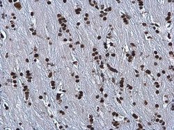 Invitrogen hnRNP A2B1 Polyclonal Antibody 100 &mu;L; Unconjugated:Antibodies,