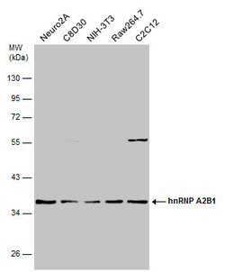 Invitrogen hnRNP A2B1 Polyclonal Antibody 100 &mu;L; Unconjugated:Antibodies,