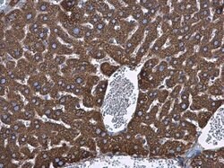 Invitrogen GRP78 Polyclonal Antibody 100 &mu;L; Unconjugated:Antibodies,