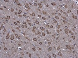 Invitrogen GRP78 Polyclonal Antibody 100 &mu;L; Unconjugated:Antibodies,