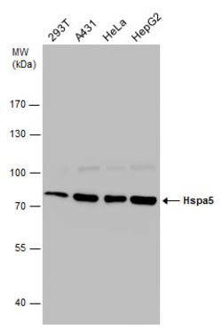 Invitrogen GRP78 Polyclonal Antibody 100 &mu;L; Unconjugated:Antibodies,