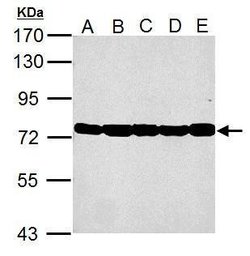 Invitrogen GRP78 Polyclonal Antibody 100 &mu;L; Unconjugated:Antibodies,