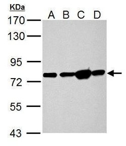Invitrogen GRP78 Polyclonal Antibody 100 &mu;L; Unconjugated:Antibodies,
