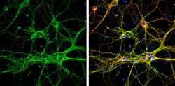 Invitrogen GAP43 Polyclonal Antibody 100 &mu;L; Unconjugated:Antibodies,