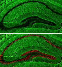 Invitrogen GAP43 Polyclonal Antibody 100 &mu;L; Unconjugated:Antibodies,