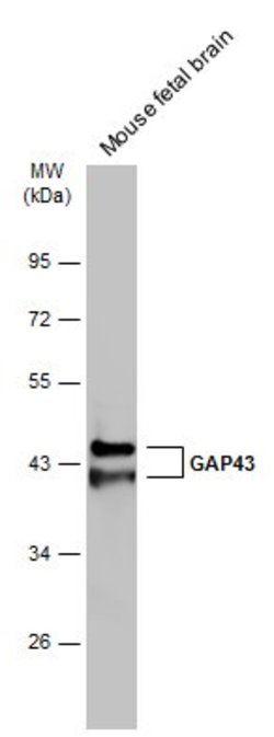 Invitrogen GAP43 Polyclonal Antibody 100 &mu;L; Unconjugated:Antibodies,
