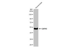 Invitrogen GAP43 Polyclonal Antibody 100 &mu;L; Unconjugated:Antibodies,