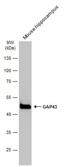 Invitrogen GAP43 Polyclonal Antibody 100 &mu;L; Unconjugated:Antibodies,