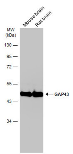Invitrogen GAP43 Polyclonal Antibody 100 &mu;L; Unconjugated:Antibodies,