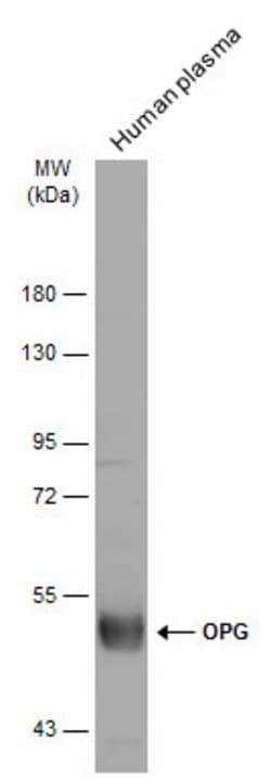 Invitrogen TNFRSF11B Polyclonal Antibody 100 &mu;L; Unconjugated:Antibodies,
