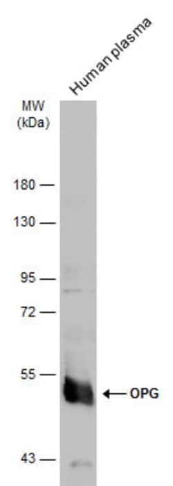 Invitrogen TNFRSF11B Polyclonal Antibody 100 &mu;L; Unconjugated:Antibodies,