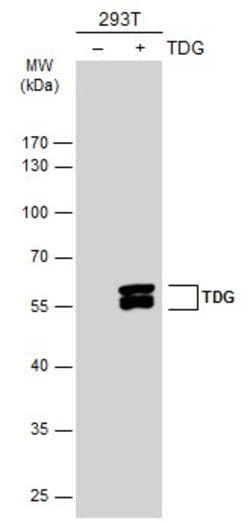 Invitrogen TDG Polyclonal Antibody 100 &mu;L; Unconjugated:Antibodies,
