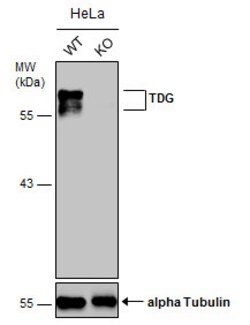 Invitrogen TDG Polyclonal Antibody 100 &mu;L; Unconjugated:Antibodies,