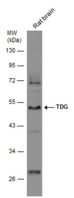 Invitrogen TDG Polyclonal Antibody 100 &mu;L; Unconjugated:Antibodies,