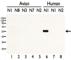 Invitrogen Avian Influenza H5N1 Neuraminidase Polyclonal Antibody 100 &mu;L;