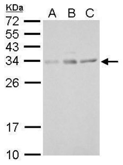 Invitrogen UCP4 Polyclonal Antibody 100 &mu;L; Unconjugated:Antibodies,