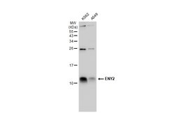Invitrogen ENY2 Polyclonal Antibody 100 &mu;L | Buy Online | Invitrogen&trade; | Fisher Scientific