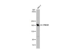 Invitrogen PREX1 Polyclonal Antibody 100 &mu;L | Buy Online | Invitrogen&trade; | Fisher Scientific