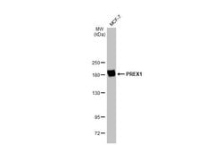 Invitrogen PREX1 Polyclonal Antibody 100 &mu;L | Buy Online | Invitrogen&trade; | Fisher Scientific