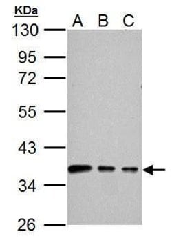 Invitrogen Connexin 40 Polyclonal Antibody 100 &mu;L; Unconjugated:Antibodies,