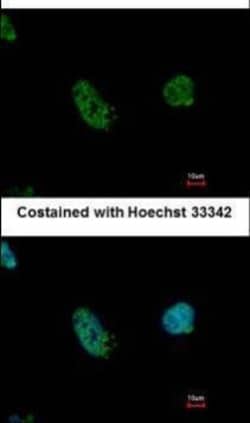 Invitrogen EHMT2 Polyclonal Antibody 100 &mu;L; Unconjugated:Antibodies,