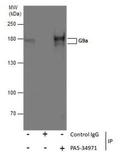 Invitrogen EHMT2 Polyclonal Antibody 100 &mu;L; Unconjugated:Antibodies,