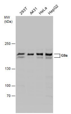Invitrogen EHMT2 Polyclonal Antibody 100 &mu;L; Unconjugated:Antibodies,