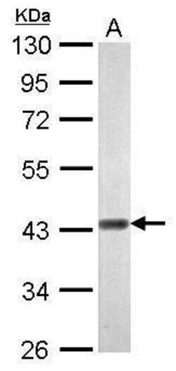 Invitrogen WIPI1 Polyclonal Antibody 100 μL; Unconjugated:Antibodies,