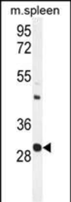 Invitrogen USF1 Polyclonal Antibody 400 &mu;L; Unconjugated:Antibodies,