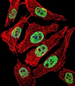 Invitrogen FOXA2 Polyclonal Antibody 400 &mu;L; Unconjugated:Antibodies,