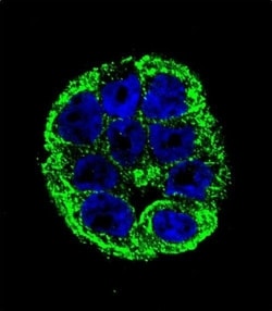 Invitrogen YOD1 Polyclonal Antibody 400 &mu;L; Unconjugated:Antibodies,
