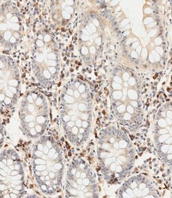 Invitrogen YOD1 Polyclonal Antibody 400 &mu;L; Unconjugated:Antibodies,