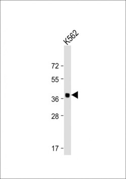 Invitrogen YOD1 Polyclonal Antibody 400 &mu;L; Unconjugated:Antibodies,