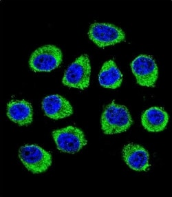 Invitrogen CNIH2 Polyclonal Antibody 400 &mu;L; Unconjugated:Antibodies,