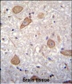 Invitrogen CNIH2 Polyclonal Antibody 400 &mu;L; Unconjugated:Antibodies,