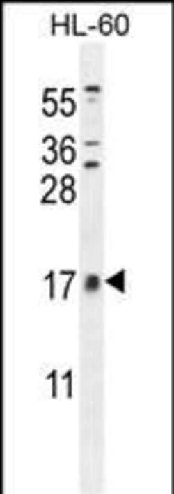 Invitrogen CNIH2 Polyclonal Antibody 400 &mu;L; Unconjugated:Antibodies,