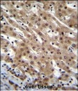 Invitrogen PNN Polyclonal Antibody 400 &mu;L; Unconjugated:Antibodies,