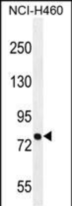 Invitrogen PNN Polyclonal Antibody 400 &mu;L; Unconjugated:Antibodies,