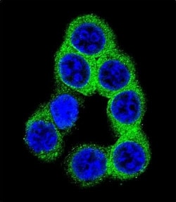 Invitrogen Ephrin B2 Polyclonal Antibody 400 &mu;L; Unconjugated:Antibodies,