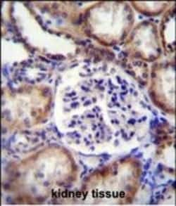 Invitrogen Ephrin B2 Polyclonal Antibody 400 &mu;L; Unconjugated:Antibodies,