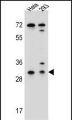 Invitrogen Ephrin B2 Polyclonal Antibody 400 &mu;L; Unconjugated:Antibodies,
