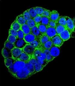 Invitrogen C1QC Polyclonal Antibody 400 μL; Unconjugated:Antibodies,