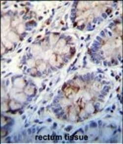 Invitrogen C1QC Polyclonal Antibody 400 μL; Unconjugated:Antibodies,